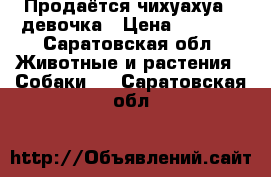 Продаётся чихуахуа , девочка › Цена ­ 4 000 - Саратовская обл. Животные и растения » Собаки   . Саратовская обл.